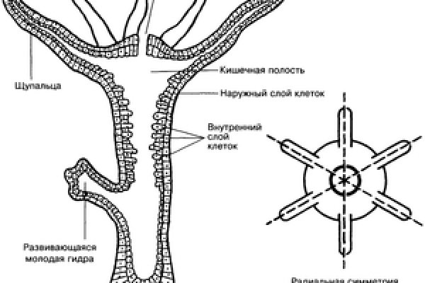 Ссылка на кракен tor